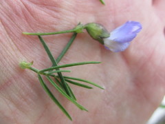 Psoralea arborea