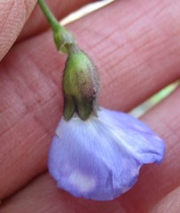 Psoralea arborea