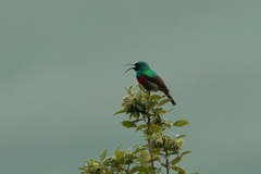 Cinnyris chalybeus subalaris