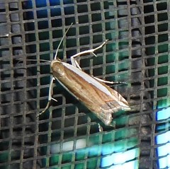 Crambus sperryellus