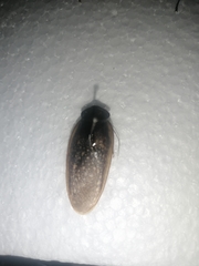 Homoeogamia mexicana