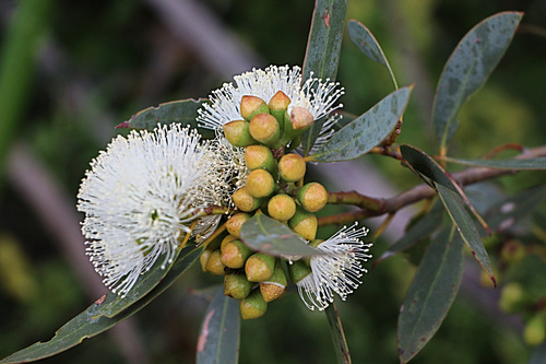 Subspecies Eucalyptus diversifolia diversifolia · iNaturalist