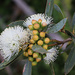 Eucalyptus diversifolia diversifolia - Photo (c) Ernst Weiher, some rights reserved (CC BY-NC), uploaded by Ernst Weiher