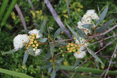 Eucalyptus diversifolia diversifolia