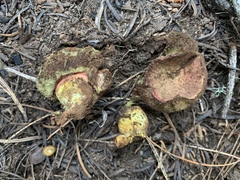Gastroboletus vividus