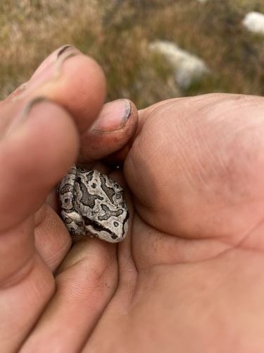 iNaturalist observation photo of Pacific chorus frog