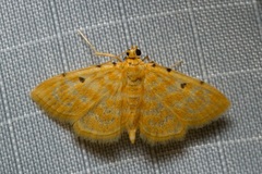 Notarcha quaternalis