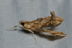 Terastia africana