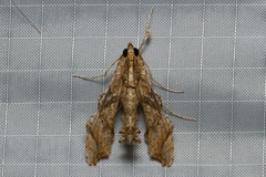 Terastia africana