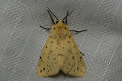 Eyralpenus testaceus