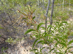 Acacia tenuinervis