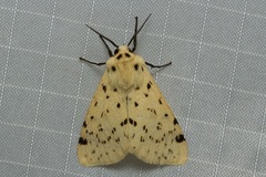 Eyralpenus testaceus