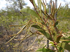 Acacia tenuinervis