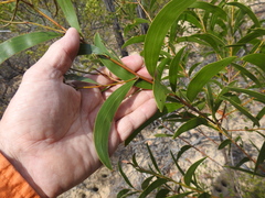 Acacia tenuinervis