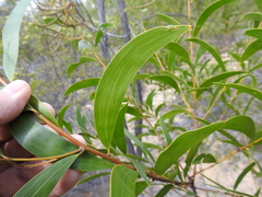 Acacia tenuinervis