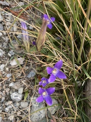 Gentianopsis holopetala