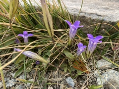 Gentianopsis holopetala