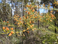 Acacia barakulensis