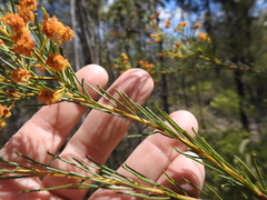 Acacia barakulensis