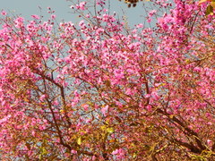 Physocalymma scaberrimum
