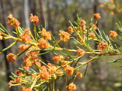 Acacia barakulensis