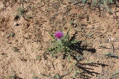 Cirsium ochrocentrum martinii