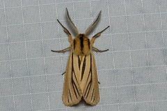 Popoudina lemniscata