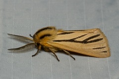 Popoudina lemniscata