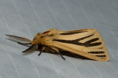 Popoudina lemniscata