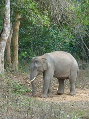 Elephas maximus