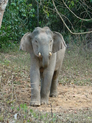 Elephas maximus