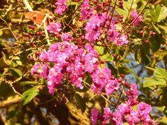 Physocalymma scaberrimum