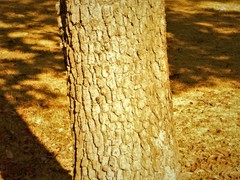 Physocalymma scaberrimum