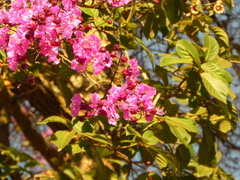 Physocalymma scaberrimum