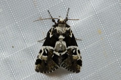 Leucotrachea melanobasis