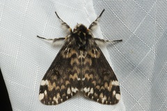 Lymantria kettlewelli