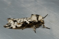 Rhypopteryx rhodalipha