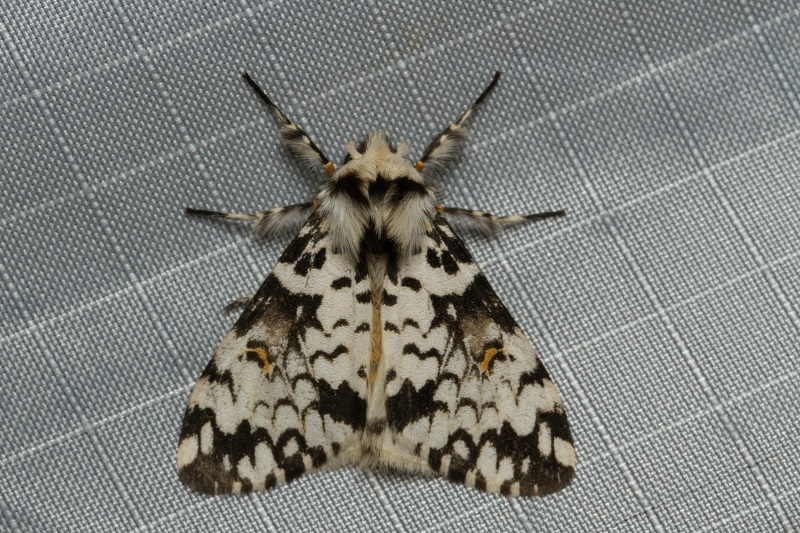 Rhypopteryx rhodalipha