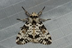 Rhypopteryx rhodalipha