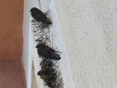 Ptyonoprogne concolor