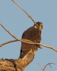 Falco peregrinus anatum