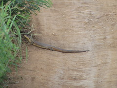 Broadleysaurus major