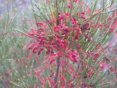 Hakea purpurea