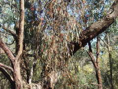 Amyema pendula pendula