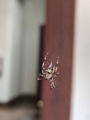 Araneidae