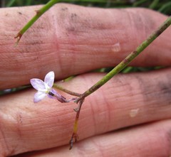 Lobelia patula