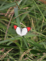 Colotis danae eupompe