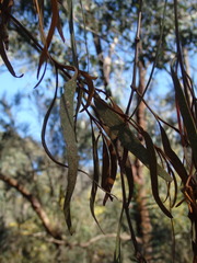 Amyema pendula pendula