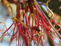 Amyema pendula pendula