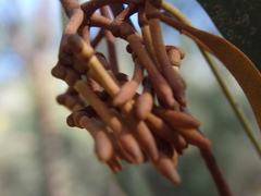 Amyema pendula pendula